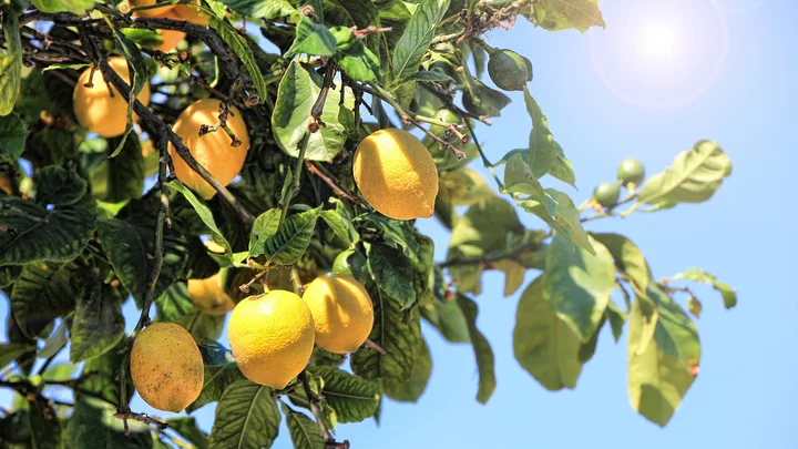 lemons on a tree