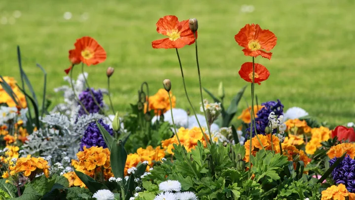 A garden bed full of wildflowers