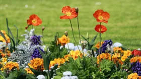 TikTok is loving chaos gardening &ndash; here&rsquo;s how to try it this spring