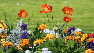 A garden bed full of wildflowers