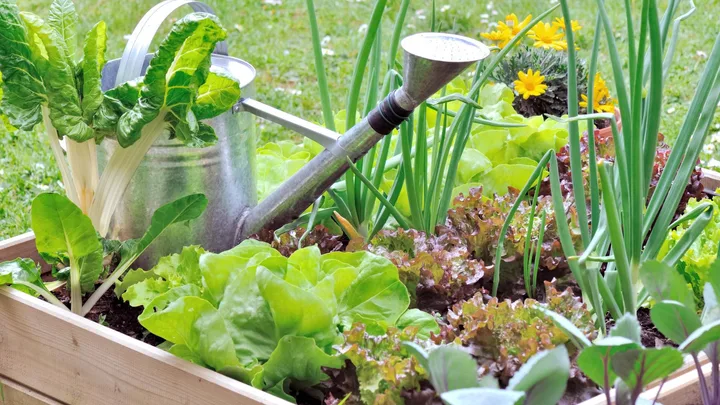 A spring raised garden bed