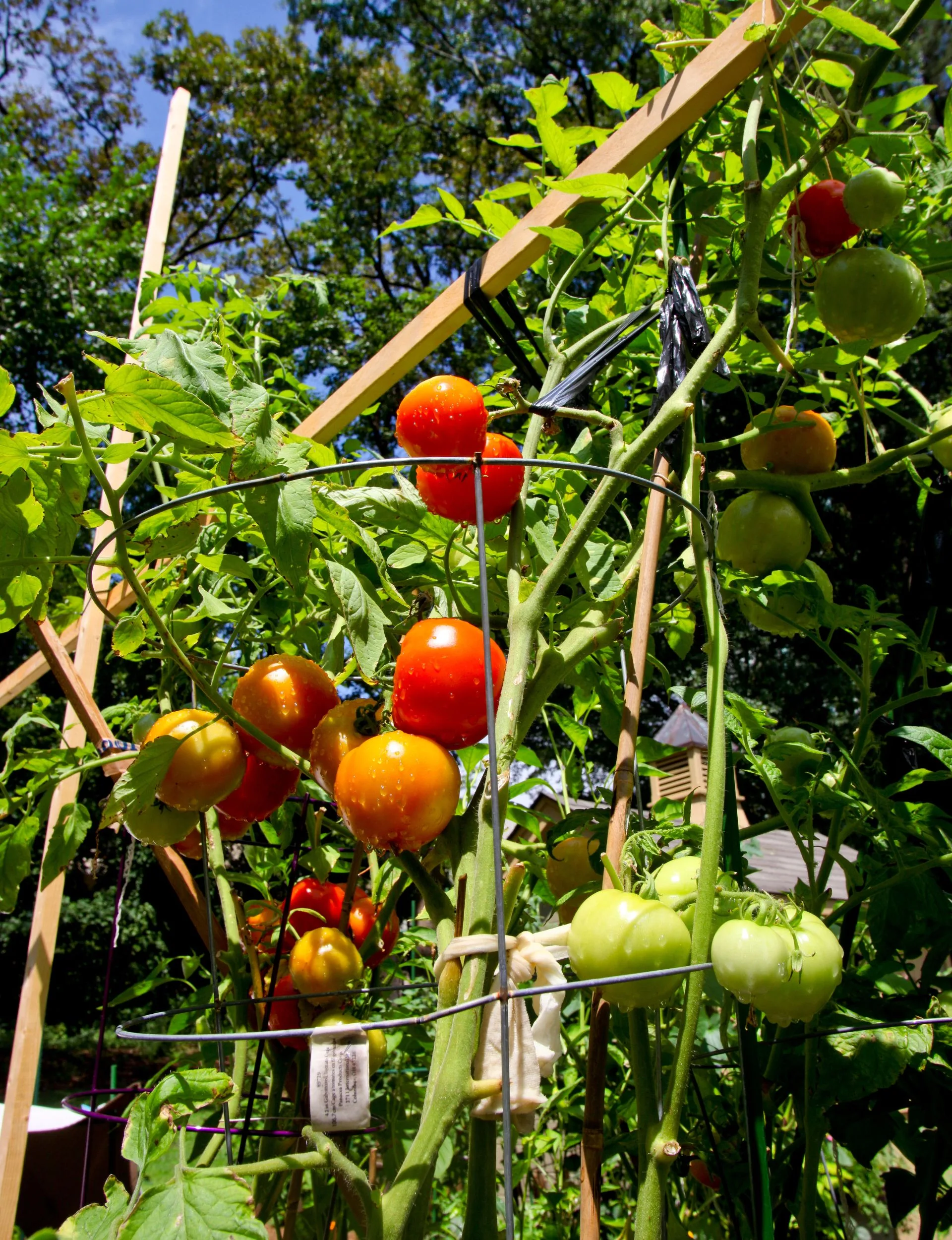 Tomatoes growing on a trellis. 