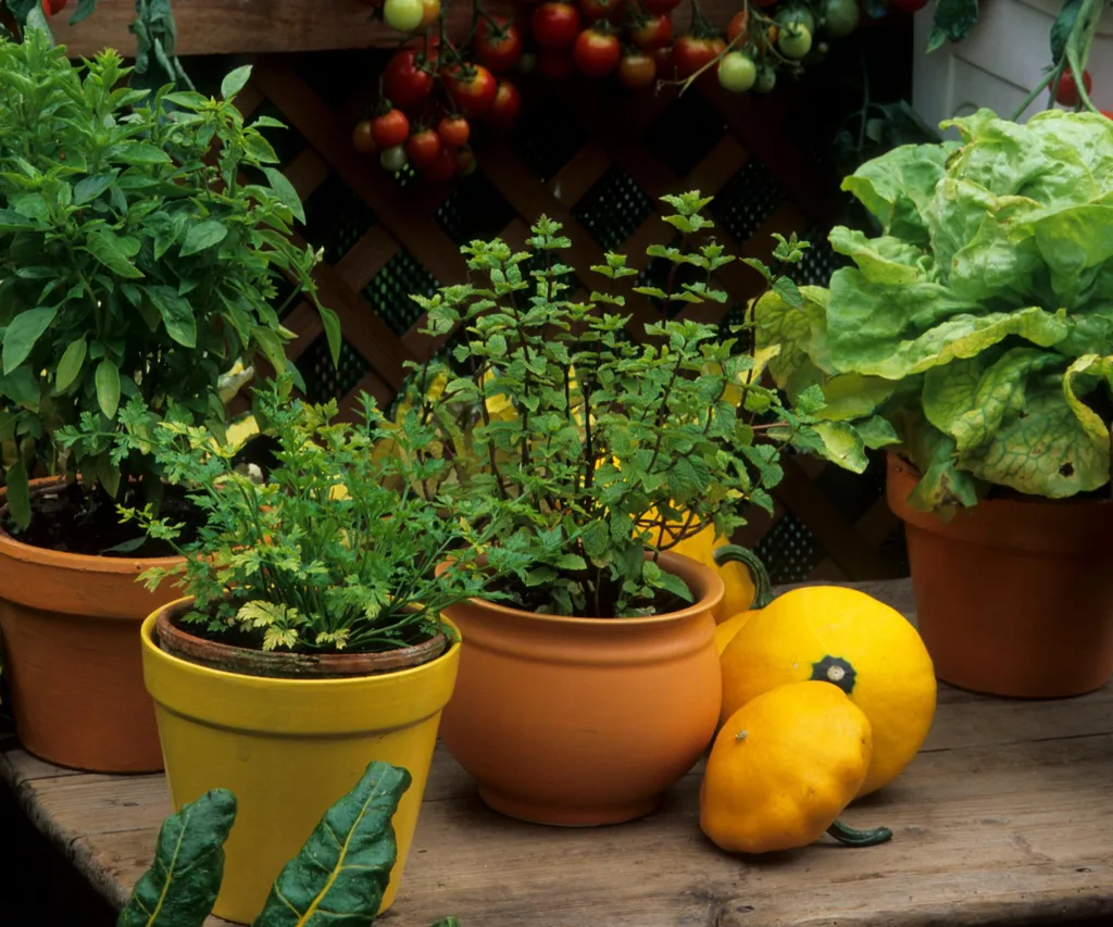 Herbs and leafy greens growing in pots.