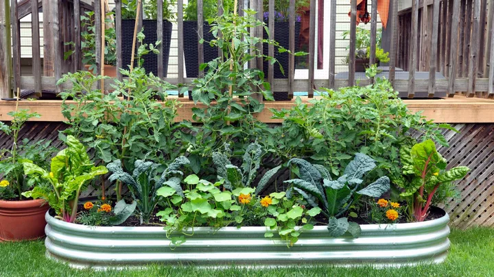 A vegetable garden in a raised bed.