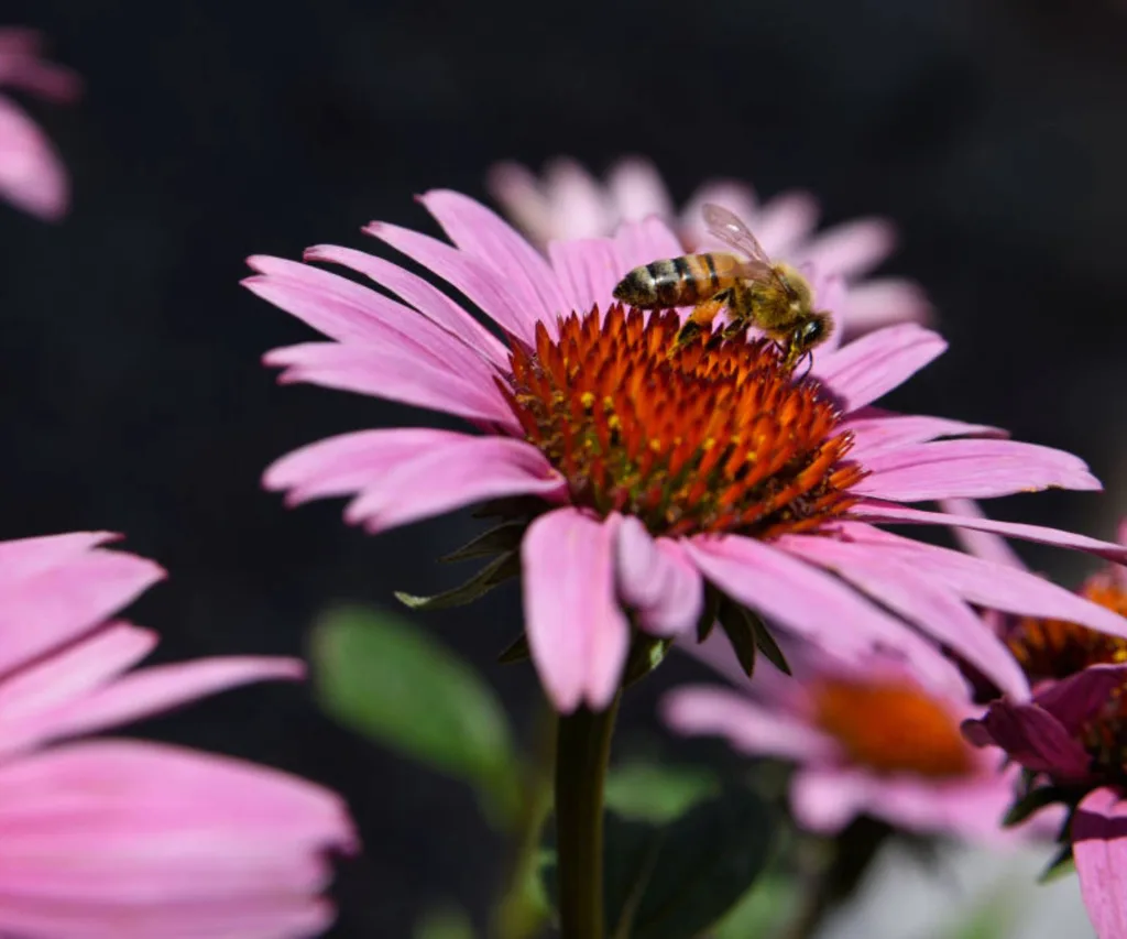 A bee on a cornflower blossom