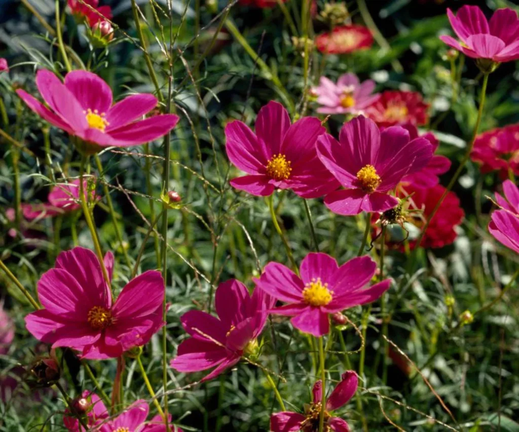 Purple cosmos in a garden