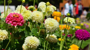 Grow your own bouquet: How to start a cut-flower garden in Aotearoa