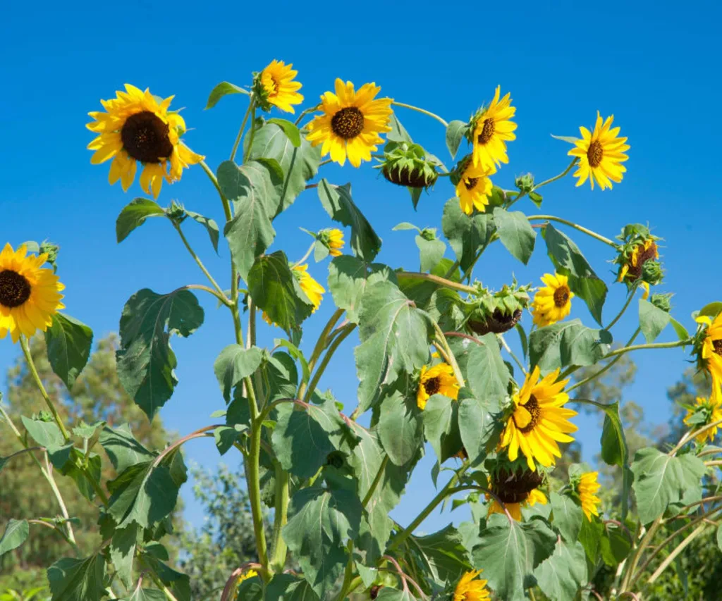 Sunflowers against a blue sky