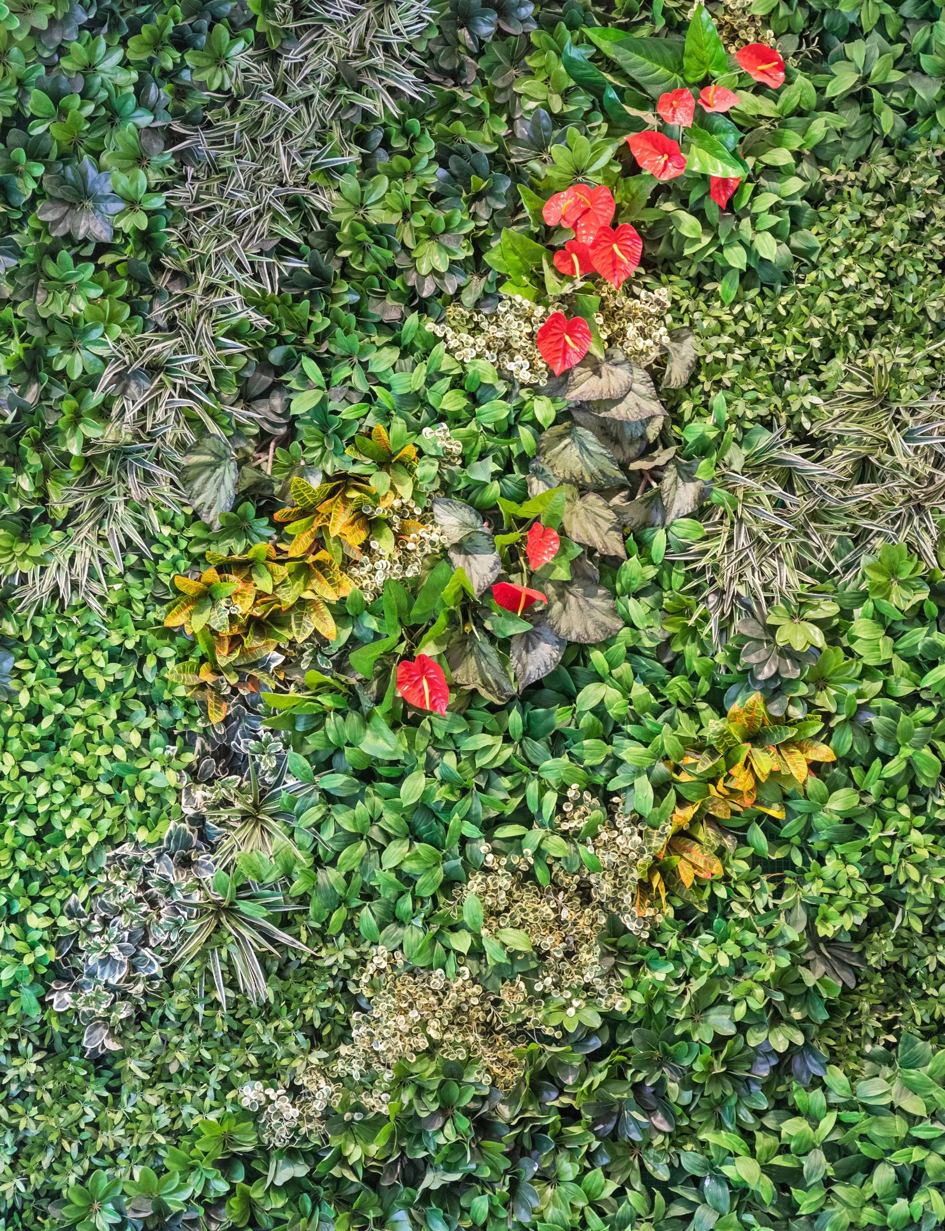 Vertical garden close up 