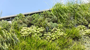 An expert’s guide to vertical gardens