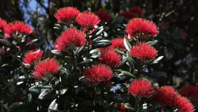 8 best native plants and flowers to grow in New Zealand gardens