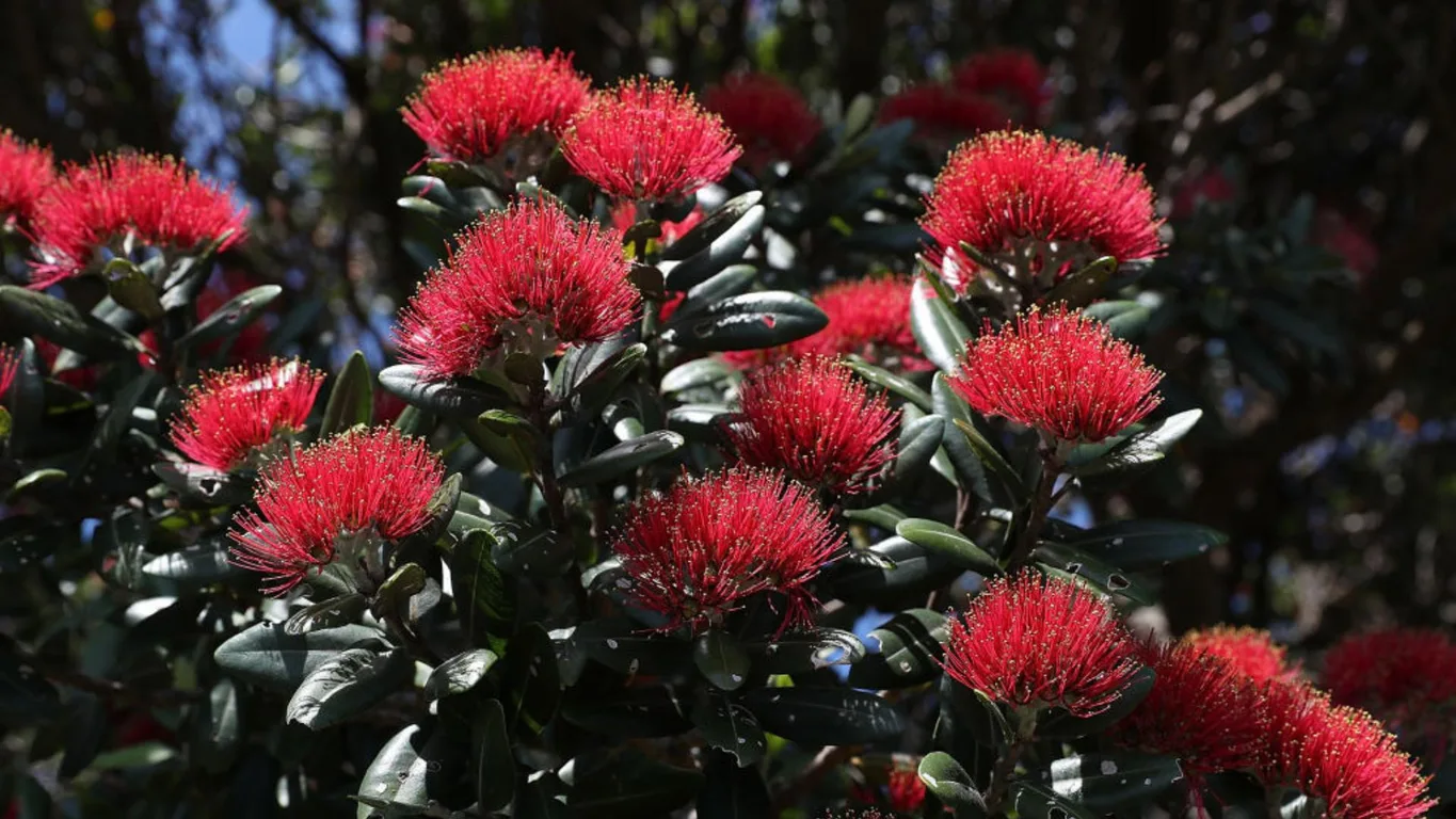 NZ Flora