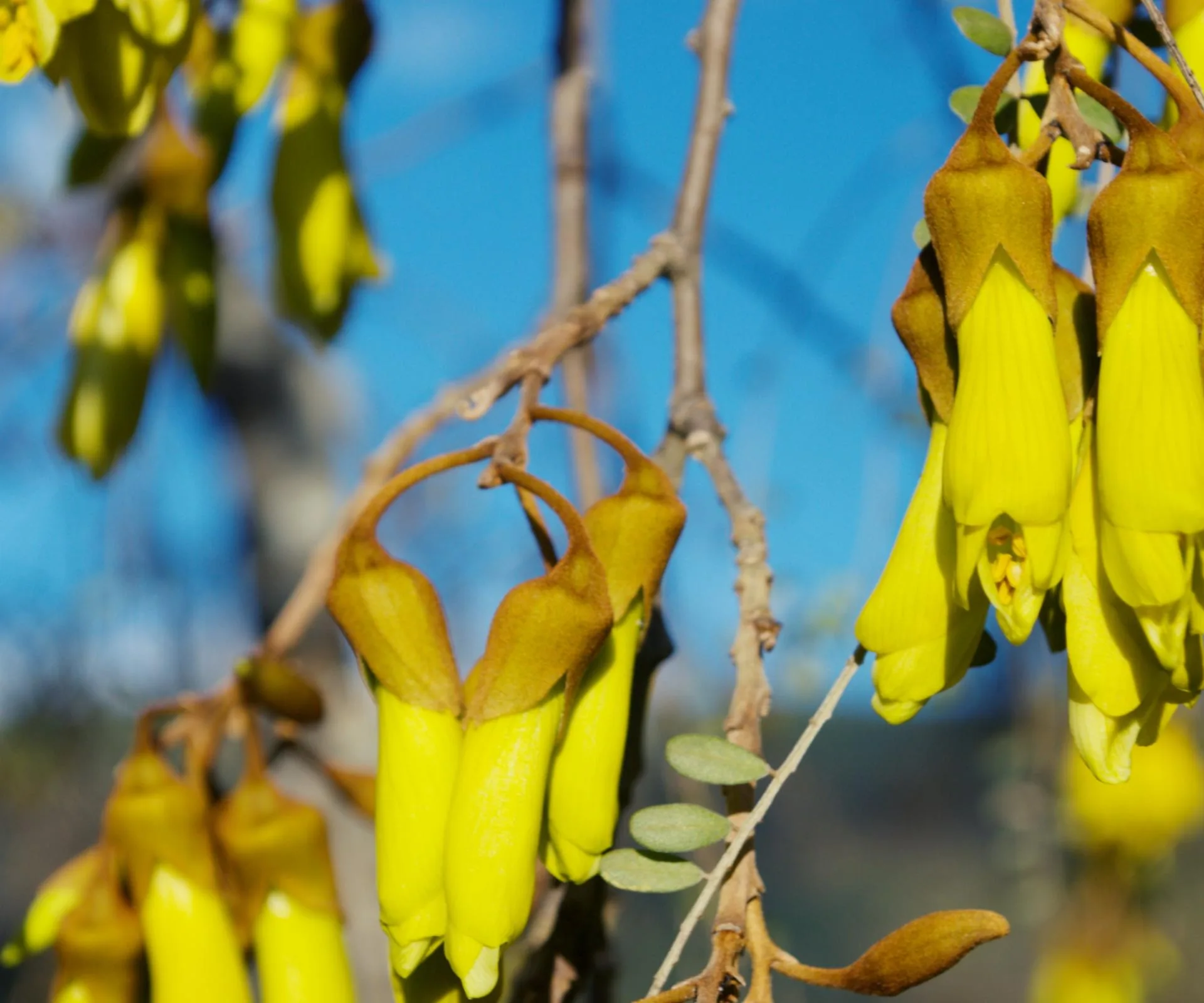 Kowhai flowers 