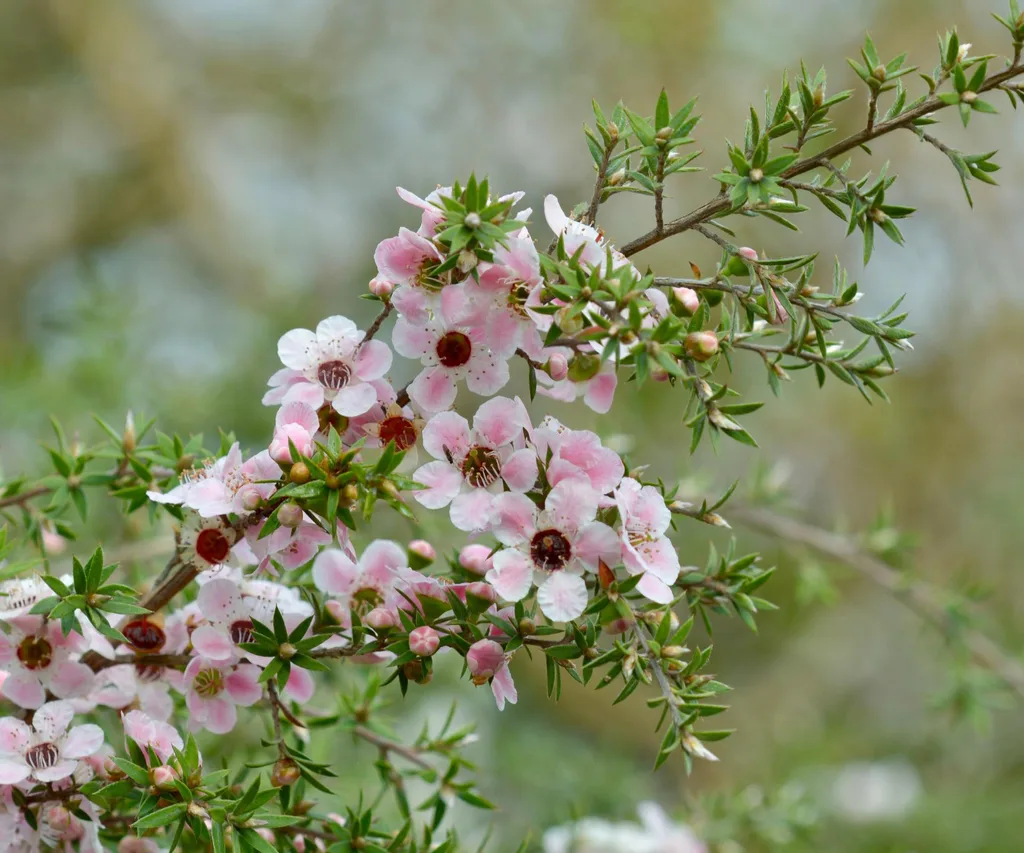 Manuka flowers