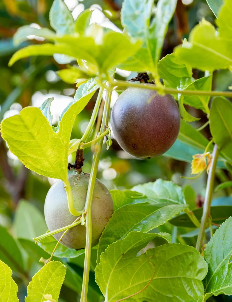 Passionfruit vine