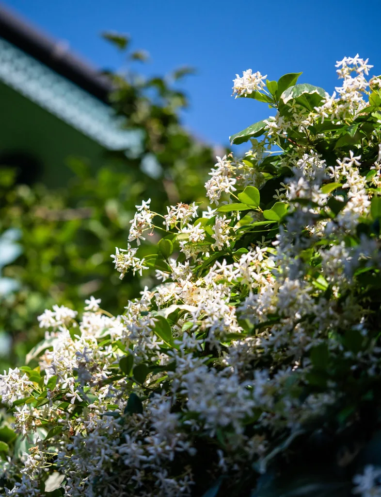 Star jasmine