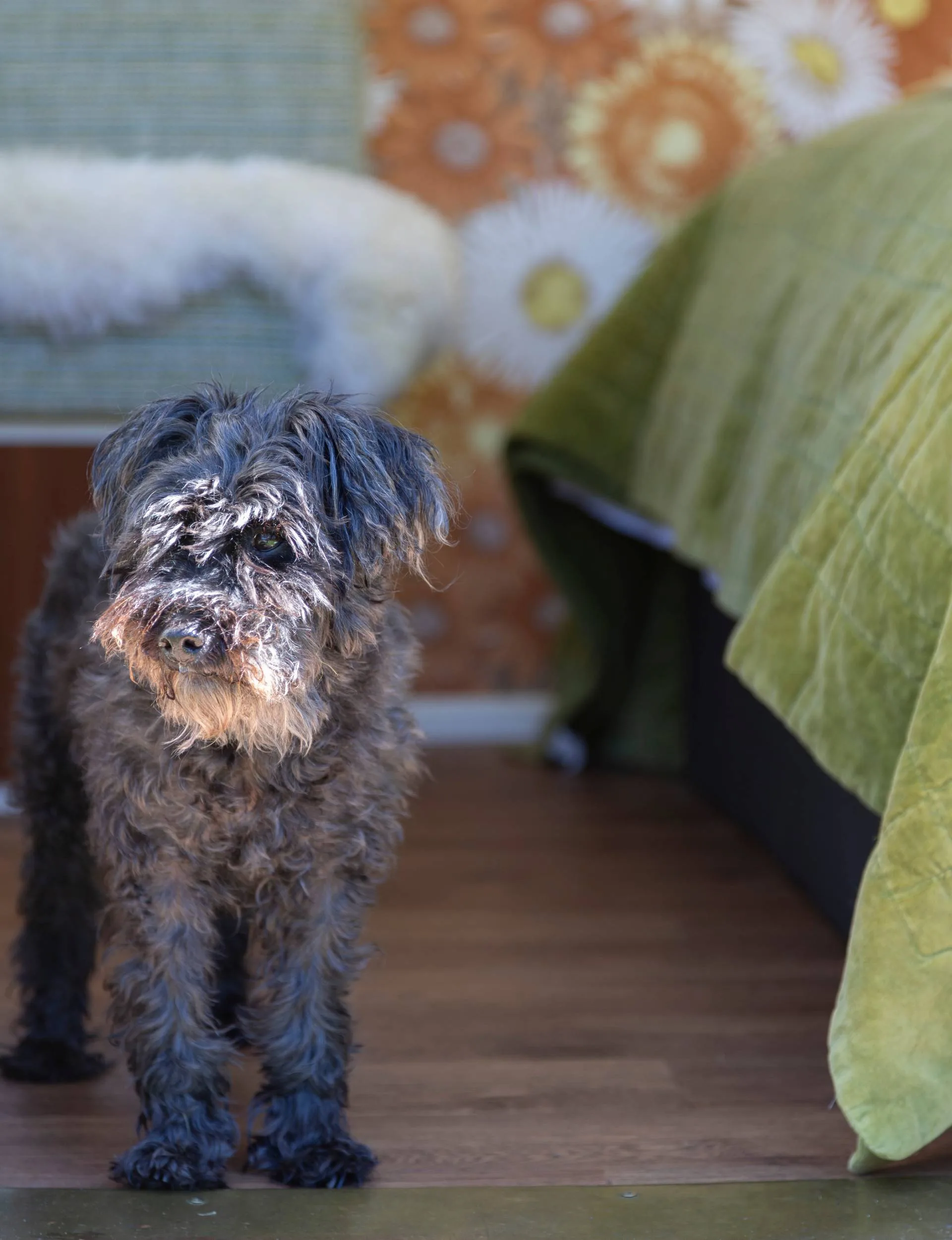 A black and grey dog in the door of a caravan
