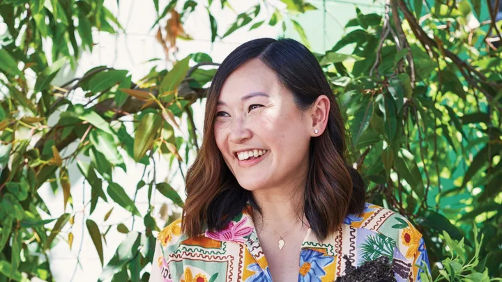 A pet-friendly guide to indoor plants