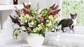 A horticulturist’s guide to pet-friendly indoor plants