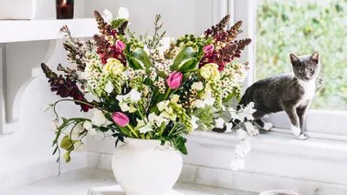 A horticulturist’s guide to pet-friendly indoor plants