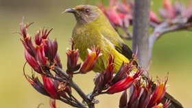 Harakeke: a story of New Zealand flax and its cultural meaning