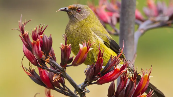 Harakeke: a story of New Zealand flax and its cultural meaning