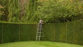 The perfect hedge for every garden