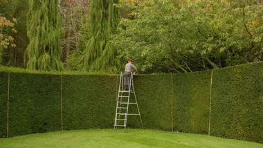 The perfect hedge for every garden