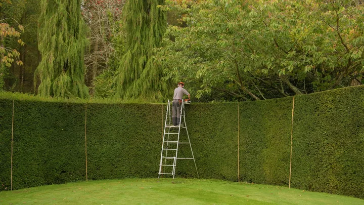 The perfect hedge for every garden