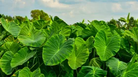 Get the subtropical look in your garden