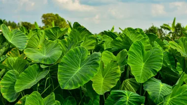 Get the subtropical look in your garden
