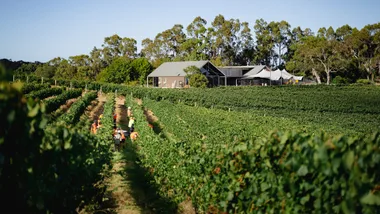 Wills Domain Winery vineyards