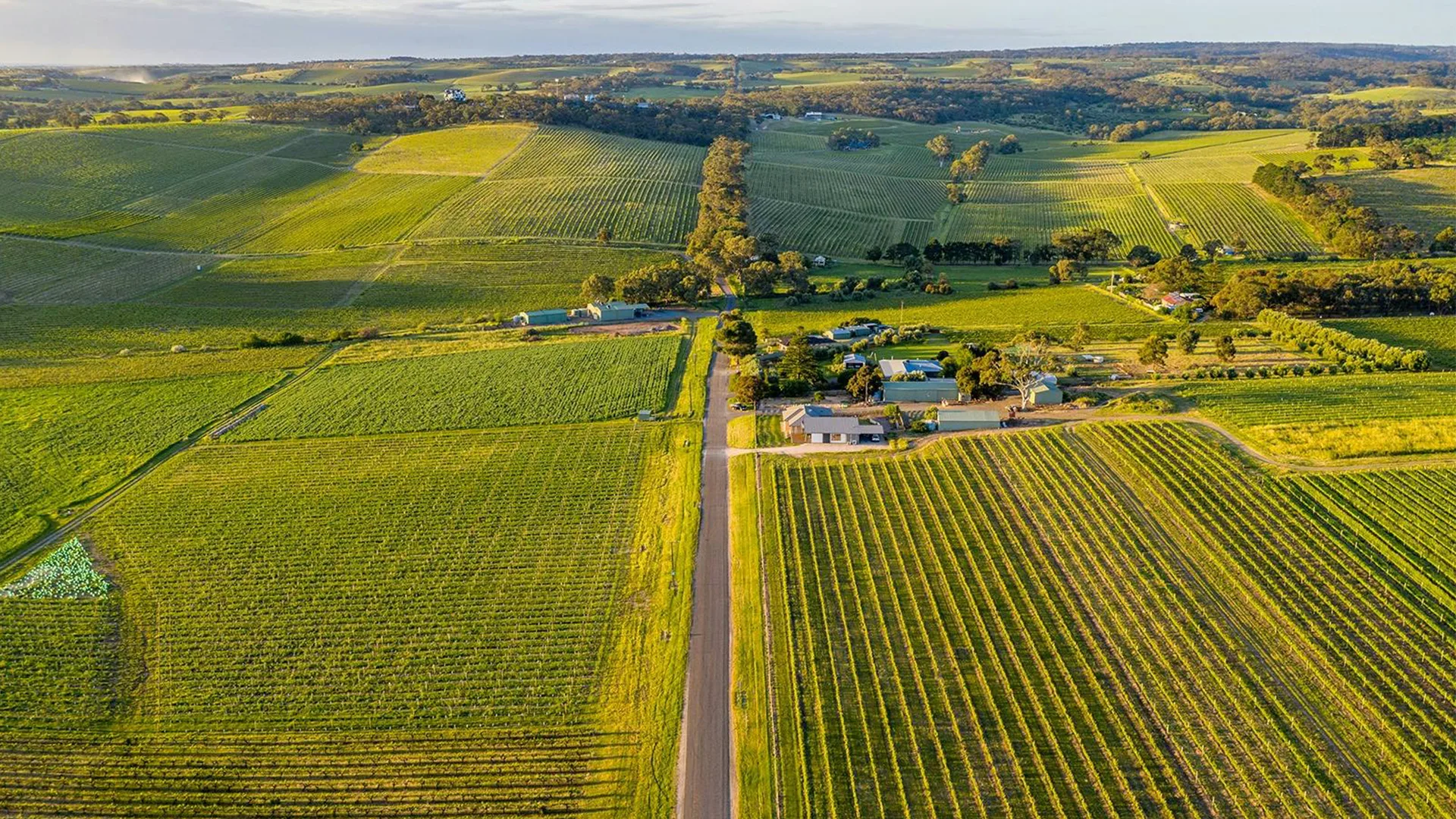 A view of the vineyards at Sherrah, Lino and Bondar in McLaren Vale