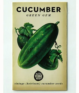 How to plant cucumbers