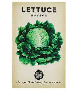 How to grow your own lettuce