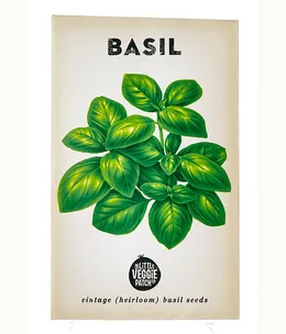 How to grow your own basil