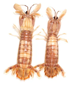 What are mantis prawns?