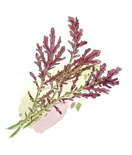 How to grow red mizuna