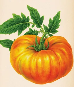 What is a pineapple tomato?