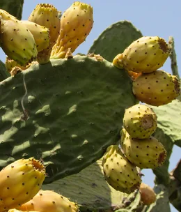 How to eat prickly pears