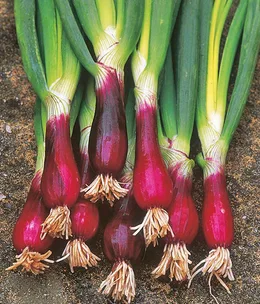 How to grow the red beard onion