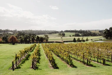 Bird in Hand vineyard