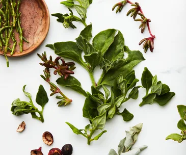 “Respectfully and steadily”: the case for growing Australia’s native ingredients industry