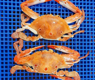 The Gold Coast producers and providores to know