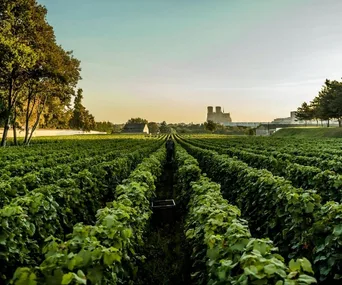 A wine lover’s guide to the Champagne region