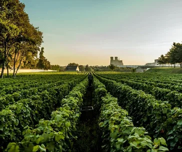 A wine lover’s guide to the Champagne region