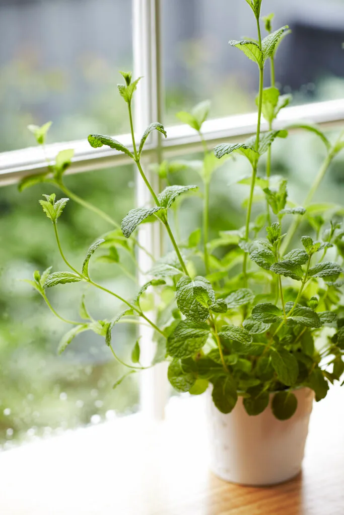 Mint growing in a pot on a cottage windowsill.