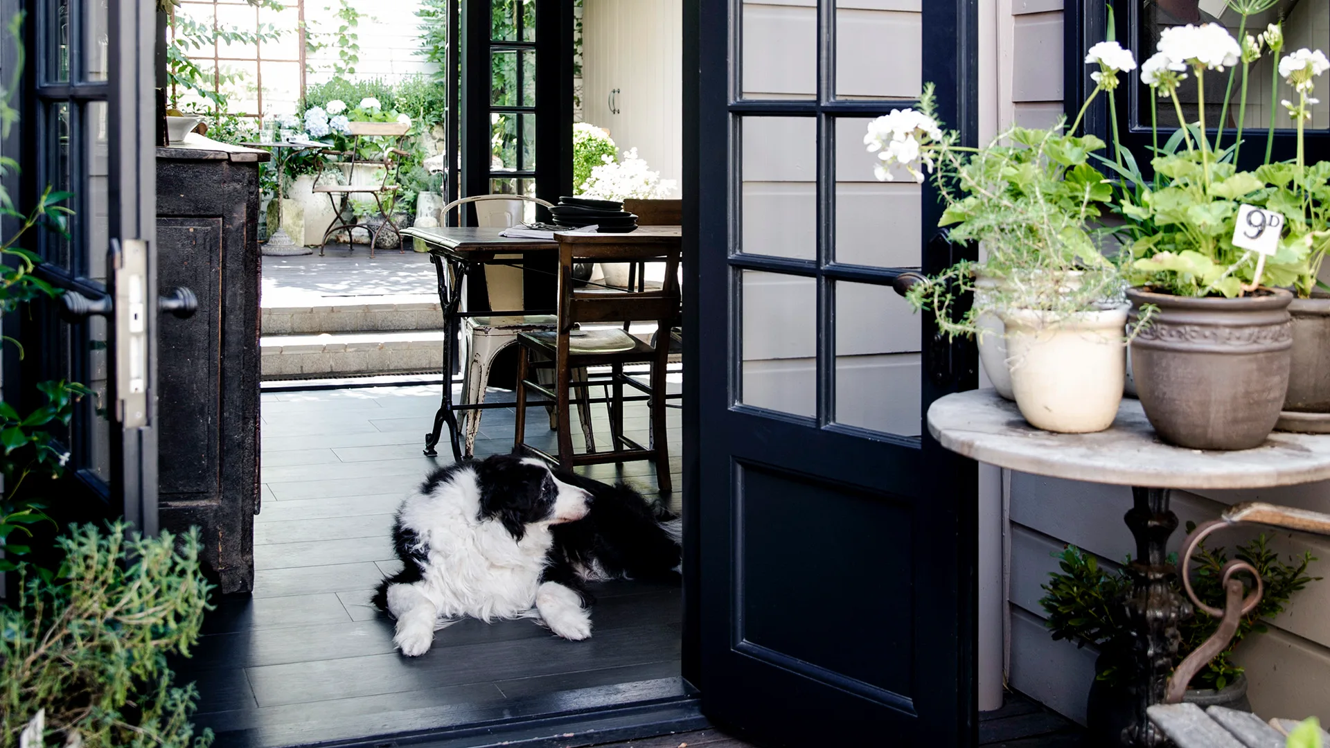 Border Collie lying in front of French doors at a renovated home in Sydney's Balmain.
