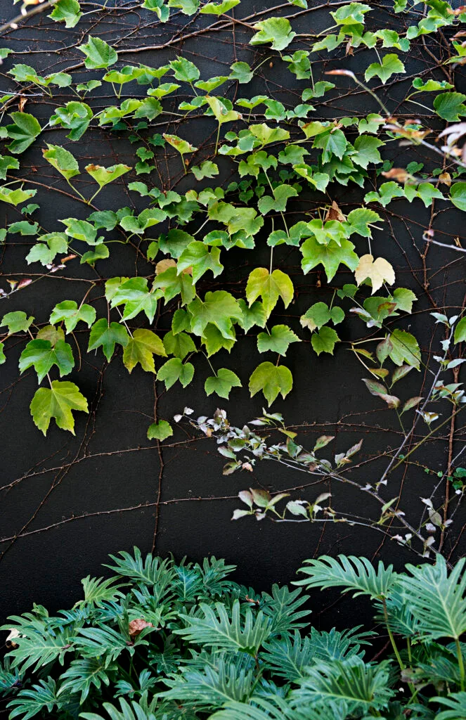 Boston ivy creeping up a black garden wall with philodendron below.