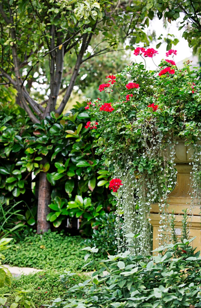 Cascading garden plants including red geranium.